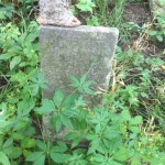 Headstone eaten by tree