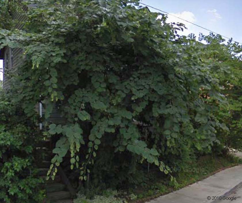 2103 East 12th Street - Fanny Galloway weeds